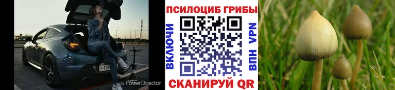 Купить  Мураши  Галлюциногенные грибы прущие грибы